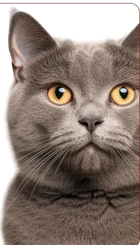 Gato cinza atento durante consulta